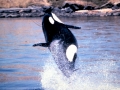 Killer Whale
