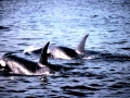 Killer Whale