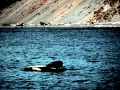 Killer Whale