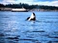 Killer Whale