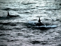 Killer Whale