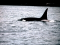 Killer Whale