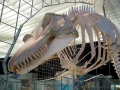 Killer Whale