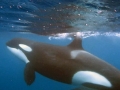 Killer Whale