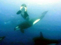 Killer Whale