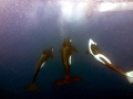 Killer Whale