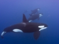Killer Whale