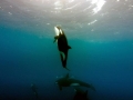 Killer Whale