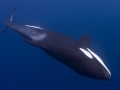 Killer Whale