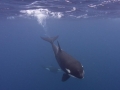 Killer Whale