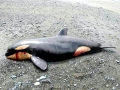 Killer Whale