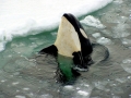 Killer Whale