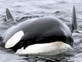 Killer Whale