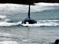 Killer Whale