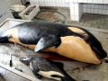 Killer Whale