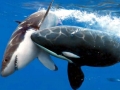 Killer Whale