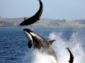 Killer Whale