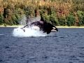 Killer Whale