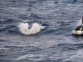 Killer Whale