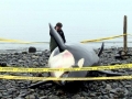 Killer Whale