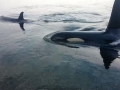 Killer Whale