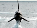 Killer Whale