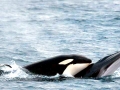 Killer Whale