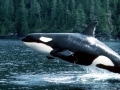 Killer Whale