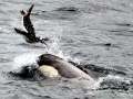 Killer Whale
