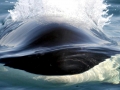 Killer Whale