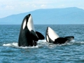 Killer Whale