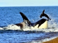 Killer Whale
