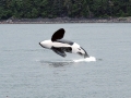 Killer Whale