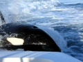 Killer Whale