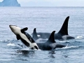 Killer Whale