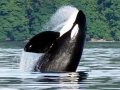 Killer Whale