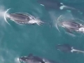 Killer Whale