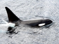 Killer Whale
