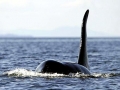 Killer Whale