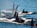 Killer Whale