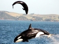 Killer Whale