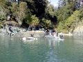 Killer Whale