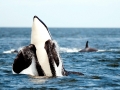 Killer Whale
