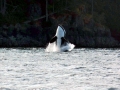 Killer Whale