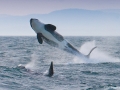 Killer Whale