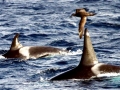 Killer Whale