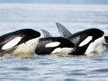 Killer Whale