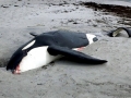 Killer Whale