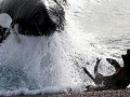 Killer Whale