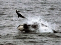 Killer Whale